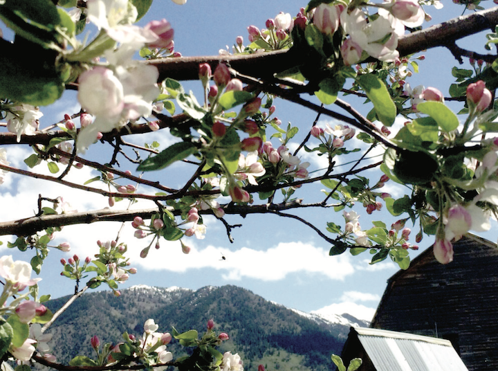 Ranch Market launches community orchard and park in Bedford