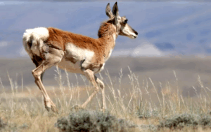 Sweetwater County official suggests further trimming Wyoming's long-sought pronghorn migration corridor