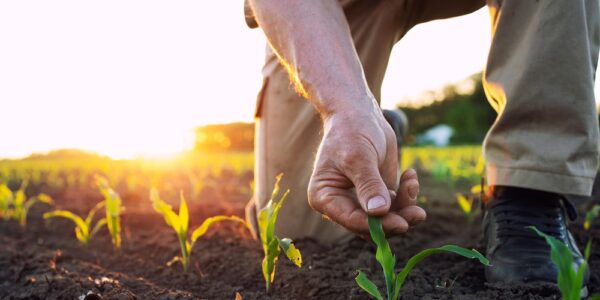 An up close view of a farmer kneeling in their crop field as they gently touch a sprouted crop as the sun goes down.