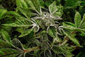 Trump reclassifies state-licensed medical marijuana as a less-dangerous drug in a historic shift