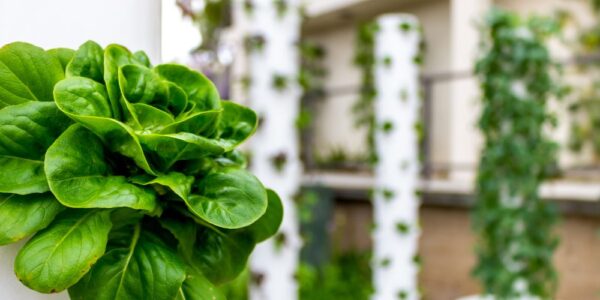 Green lettuce growing from a vertical hydroponic tower in a bright indoor garden, with multiple towers in the background.