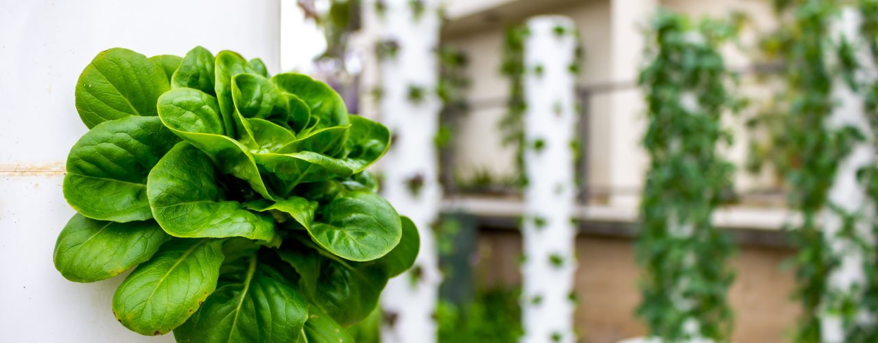 Green lettuce growing from a vertical hydroponic tower in a bright indoor garden, with multiple towers in the background.