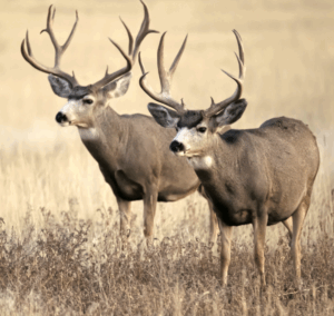 Wyoming Game & Fish creates mule deer conservation strategy