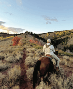 Timber sales and forest plan revision move forward