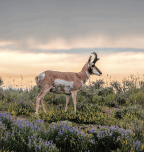 Sublette Antelope migration reviewed in Wyoming G&F day-long session