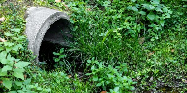 A concrete drainage pipe that has been overgrown by nearby grass. There is still some water coming through it.