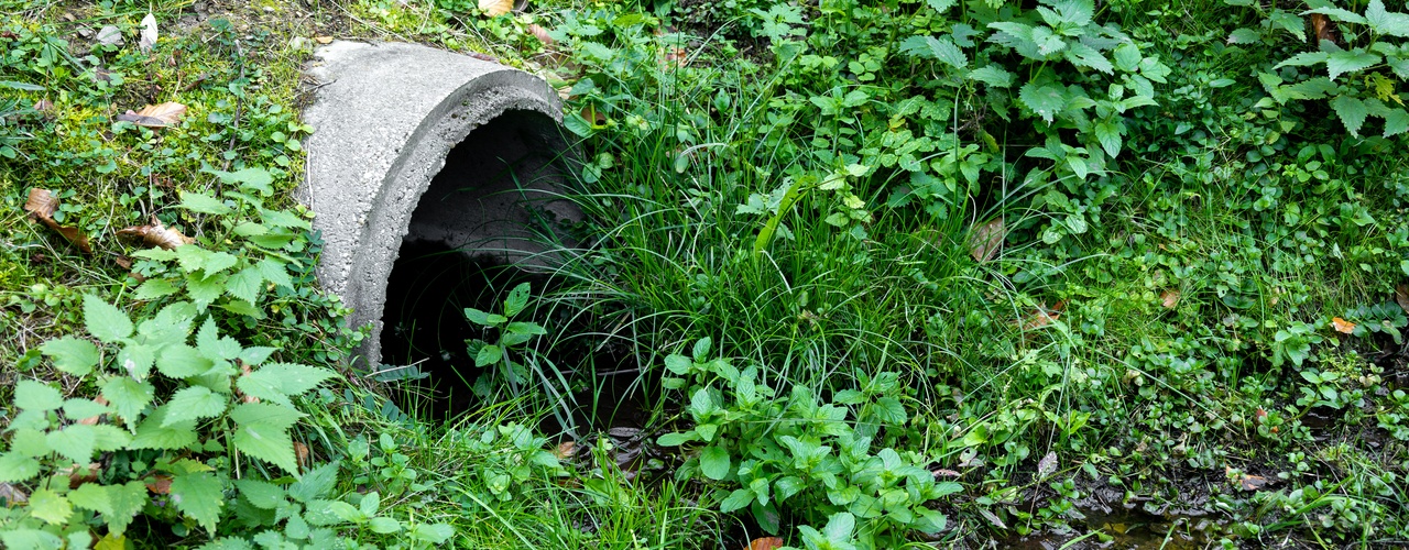 A concrete drainage pipe that has been overgrown by nearby grass. There is still some water coming through it.