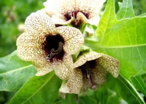 SVI Radio Interview: Travis Osmond - Lincoln County Weed & Pest