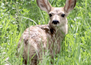Game & Fish: Leave newborn wildlife alone