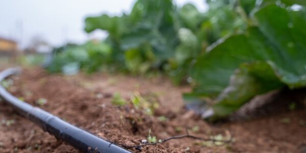 A close-up of a black hose running through a farmer's field in the soil next to rows of leafy, green plants.