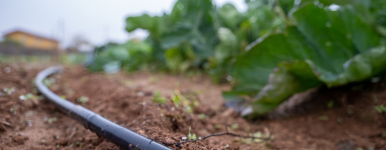 A close-up of a black hose running through a farmer's field in the soil next to rows of leafy, green plants.