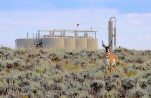 Wyoming’s ‘Path of the Pronghorn’ is a signature away from protections fought over for a quarter century