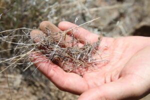 Cheatgrass is invading the best sagebrush left in the West. How can Wyoming hold the line?