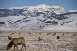 Feds publish plan for continued feeding on the National Elk Refuge