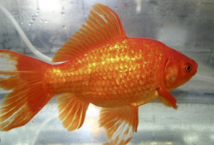 Wildlife managers: Don't release county fair goldfish in the wild