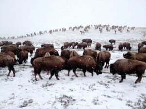 National Elk Refuge fields questions about what feeding elk could mean for Jackson Hole’s water