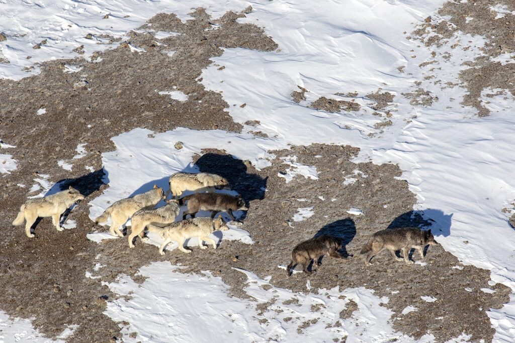 No Mollie’s Pack, Yellowstone wolves killed, state reports after hunt area’s quick close