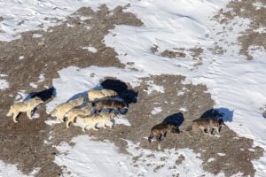 No Mollie’s Pack, Yellowstone wolves killed, state reports after hunt area’s quick close