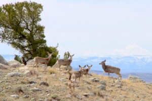 UW research values Wyoming’s elk, mule deer and pronghorn at a stunning $6B