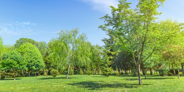 A sunny day in the backyard of a residential property. There are trees of various sizes and the grass is green.