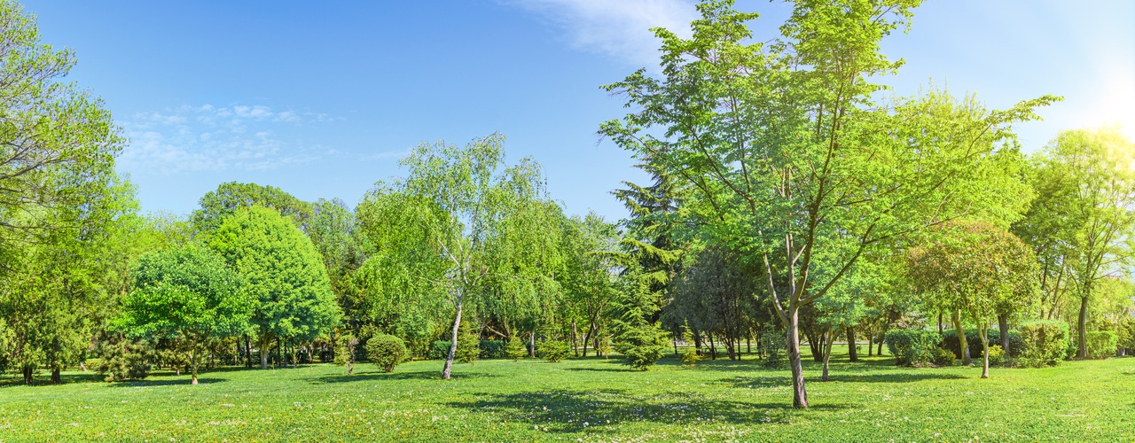 A sunny day in the backyard of a residential property. There are trees of various sizes and the grass is green.