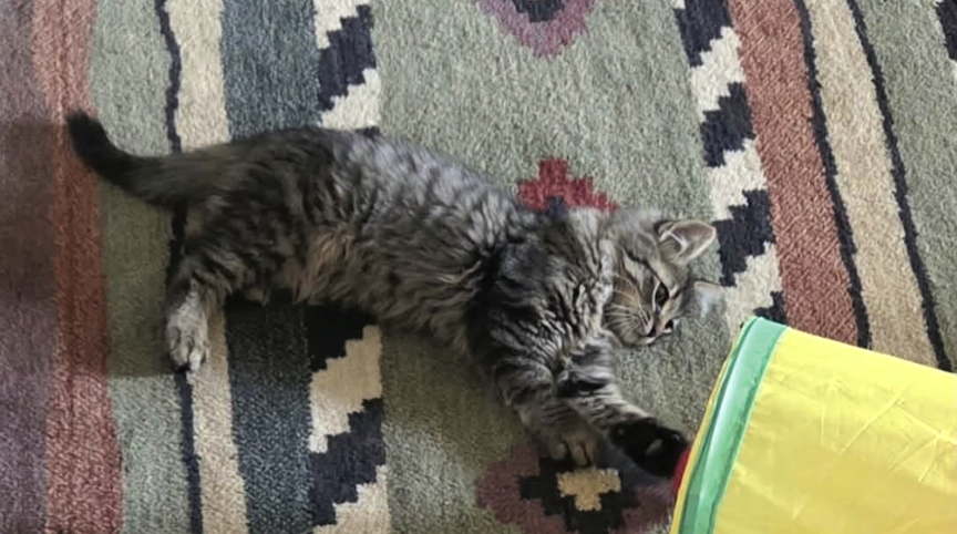 Cats in Afton are being trapped and relocated by volunteers