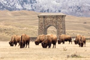 Yellowstone receives record $105 million gift for infrastructure, conservation, access